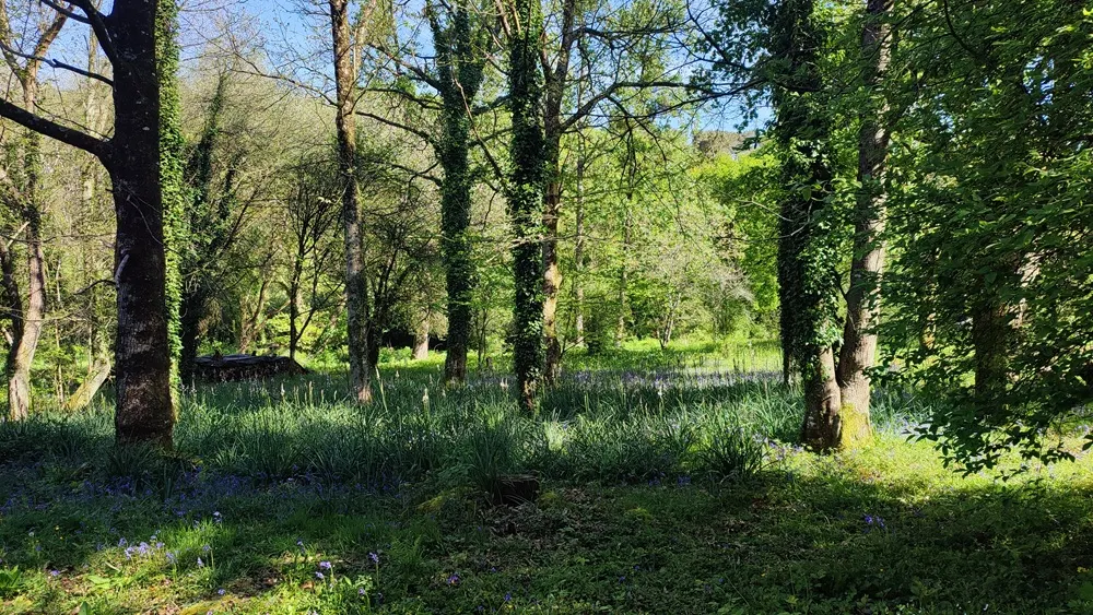 Sous-bois en fleurs près de Questembert